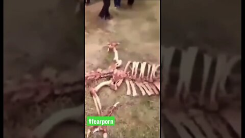 Giant Dragon Skeleton in china #fyp #ytshorts #shorts