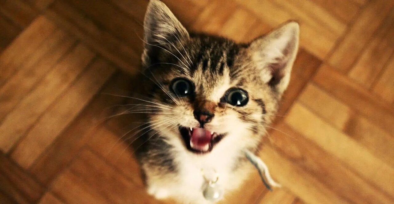 Sounds that attract cats - Meow to make cats come to you-(1080p).mp4