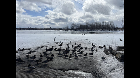 Gathering of birds