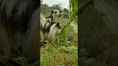 #goats #farmanimals #homesteading #homesteadlife #farm #farmlife #cuteanimals #funny