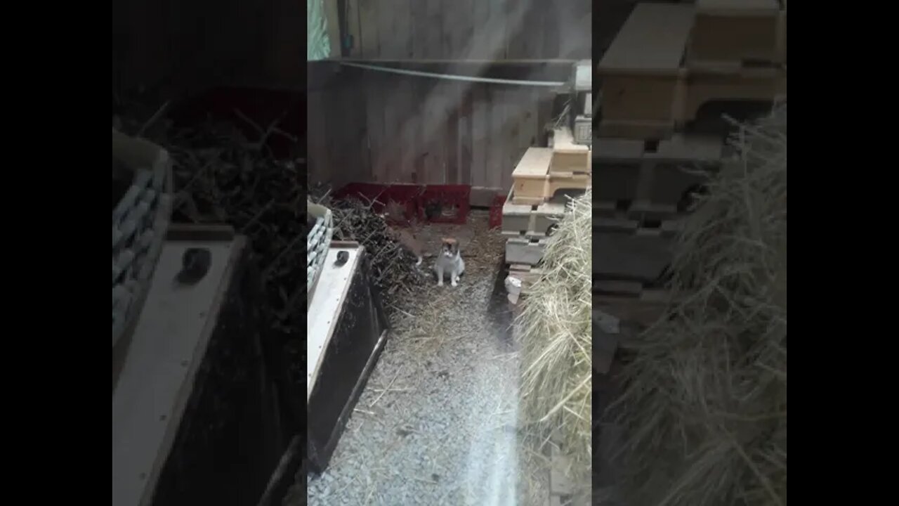 Kittens enjoying their time outside