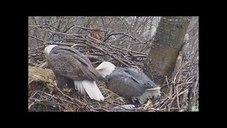 Hays Eagles Dad brings in a huge pile of Grass to the nest 2022 02 17 12:01pm