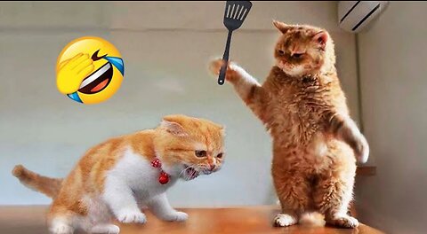 Funniest Animals 2023 😂 New Funny Cats and Dogs Videos 😻🐶 Part 1