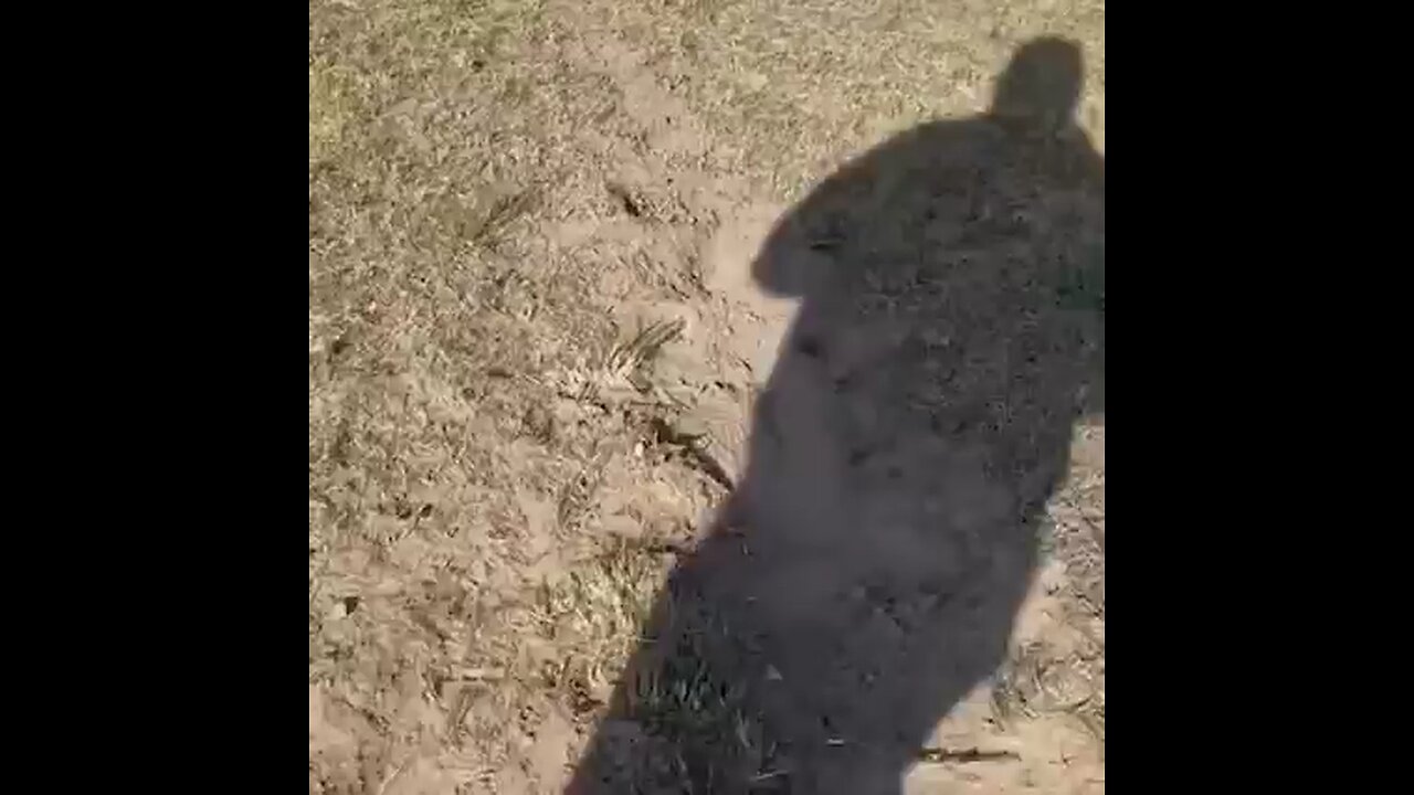 strange video