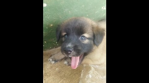 Two puppy play together as well