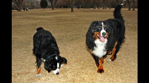 Bernese Mountain Dog Puppy Snow and Broom