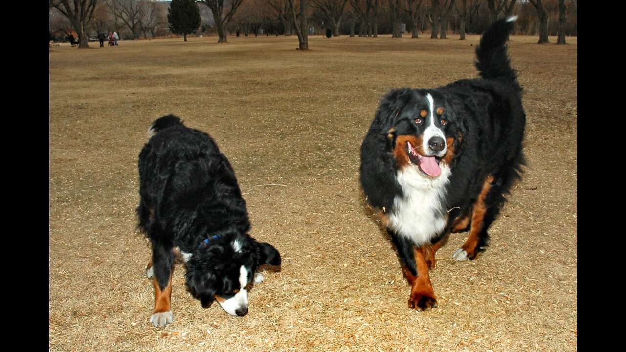 Bernese Mountain Dog Puppy Snow and Broom