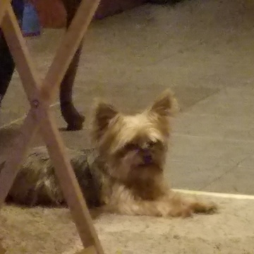 5lb Yorkie wants a treat he can't have.