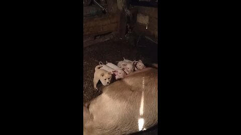 A Dog Trying To Get Milk From A Pig