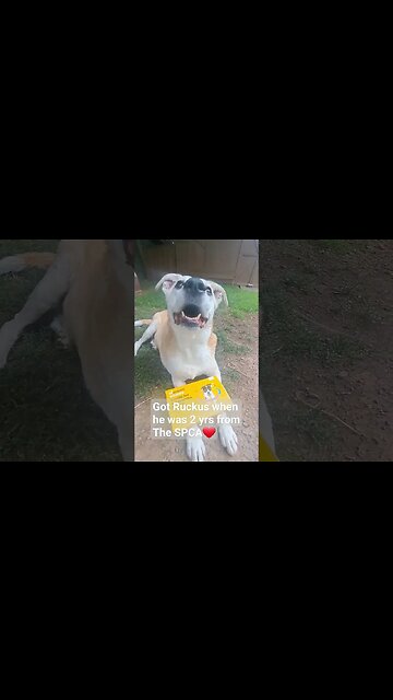 DNA Testing our Adopted Dog Ruckus