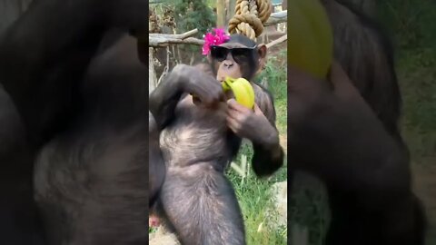 Macaco e sua vida difícil 🐒🙈