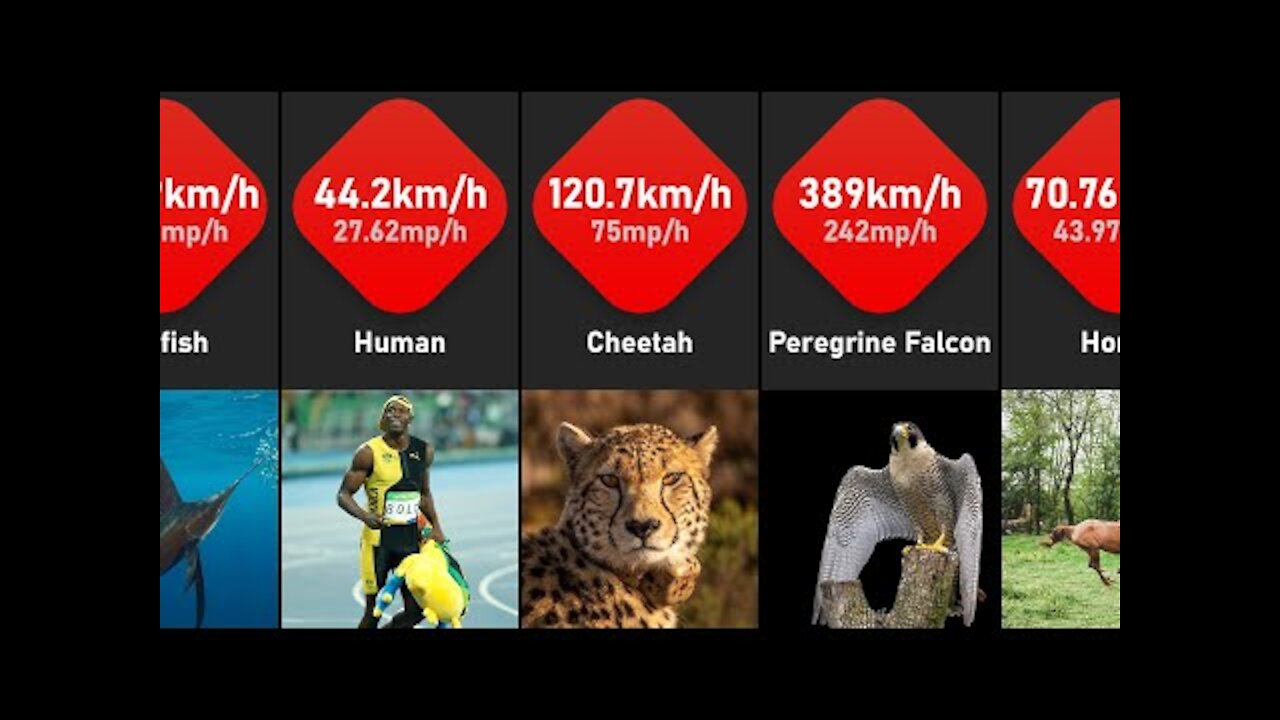 Speed Comparison : Fastest Animals In The World