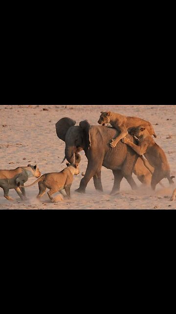 The Most Brutal Lion Moment in The Jungle 😁😁