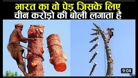 चीन के V.I.P. भारत के इस पेड़ पर करोड़ो की बोली लगाते है China Hungry For Indian Red Sandalwood