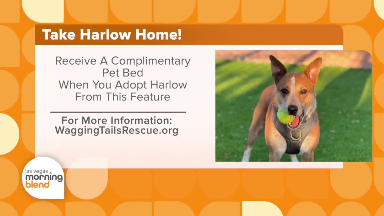 PICK OF THE LITTER: Harlow!