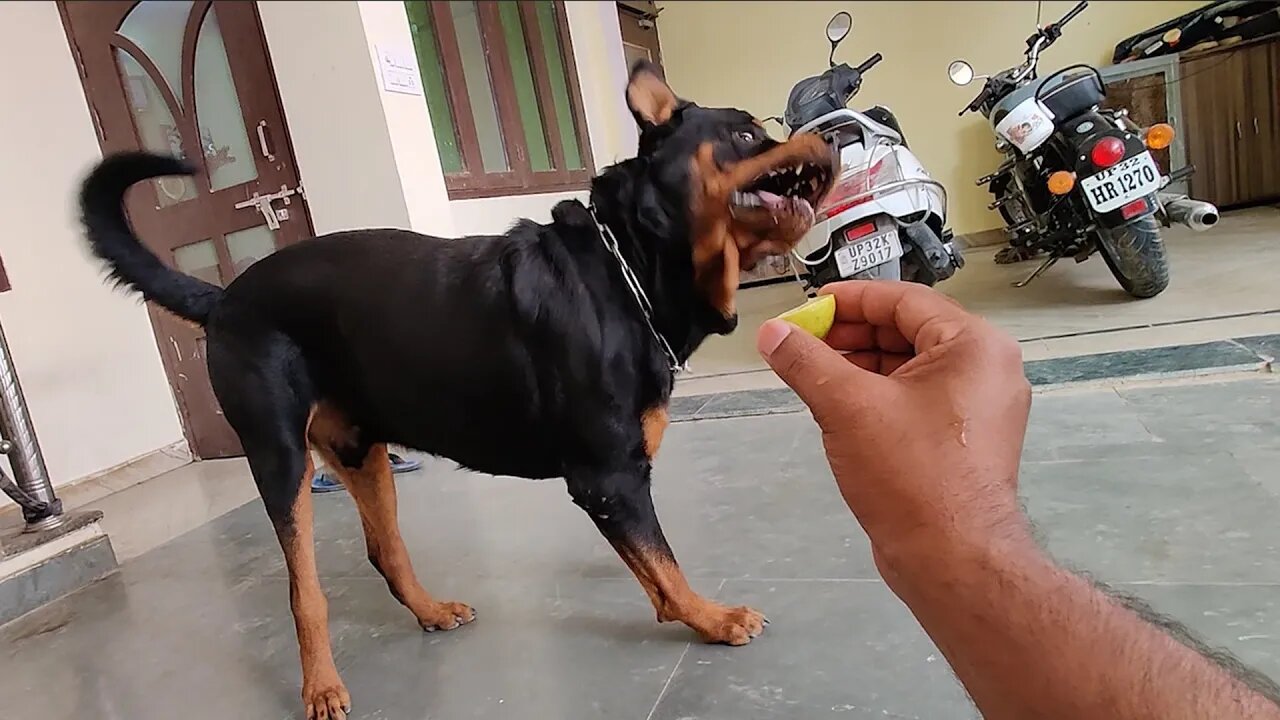Nut's Reaction after trying lemon