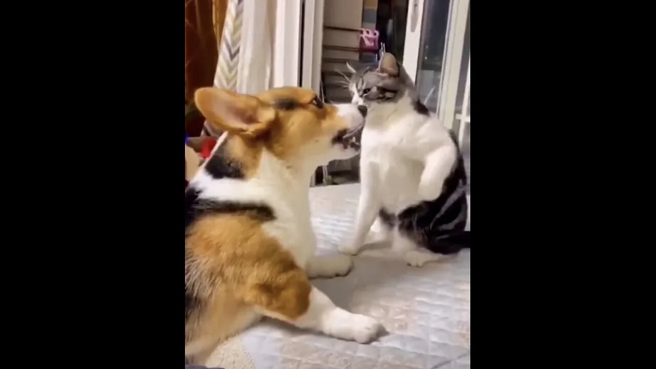 Funny Animal Videos Best Dogs And Cats Videos •④ #67