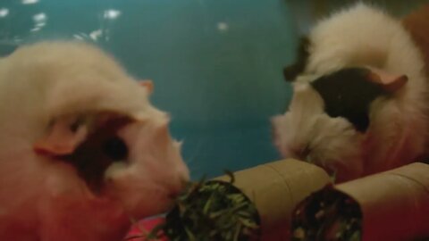 Slow Motion Munching Guinea Pigs 2