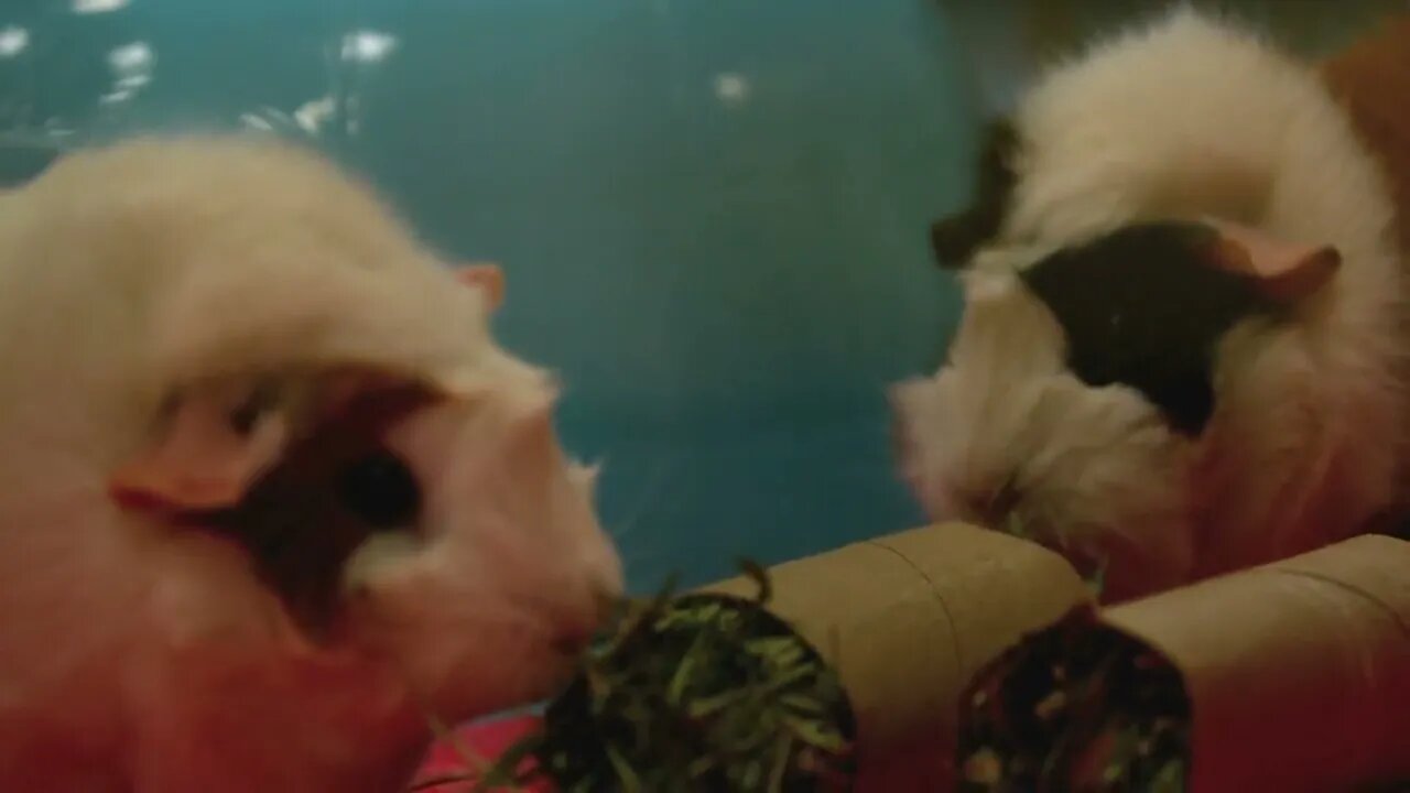 Slow Motion Munching Guinea Pigs 2