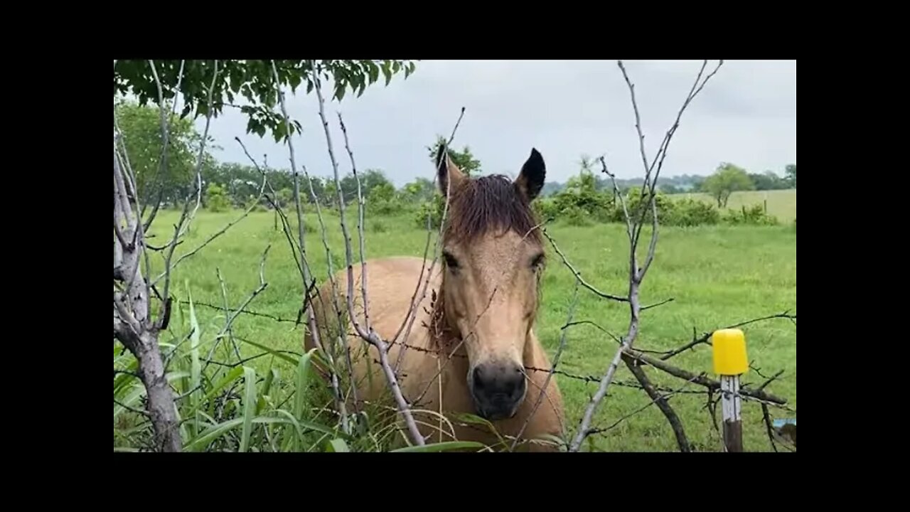 Updates On Herd Dynamics Of Ransom & Buddy - Day 5 Together