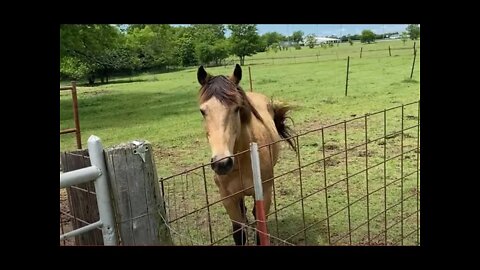 Buddy Is Getting A New Pasture Mate - Say Hello To Ransom