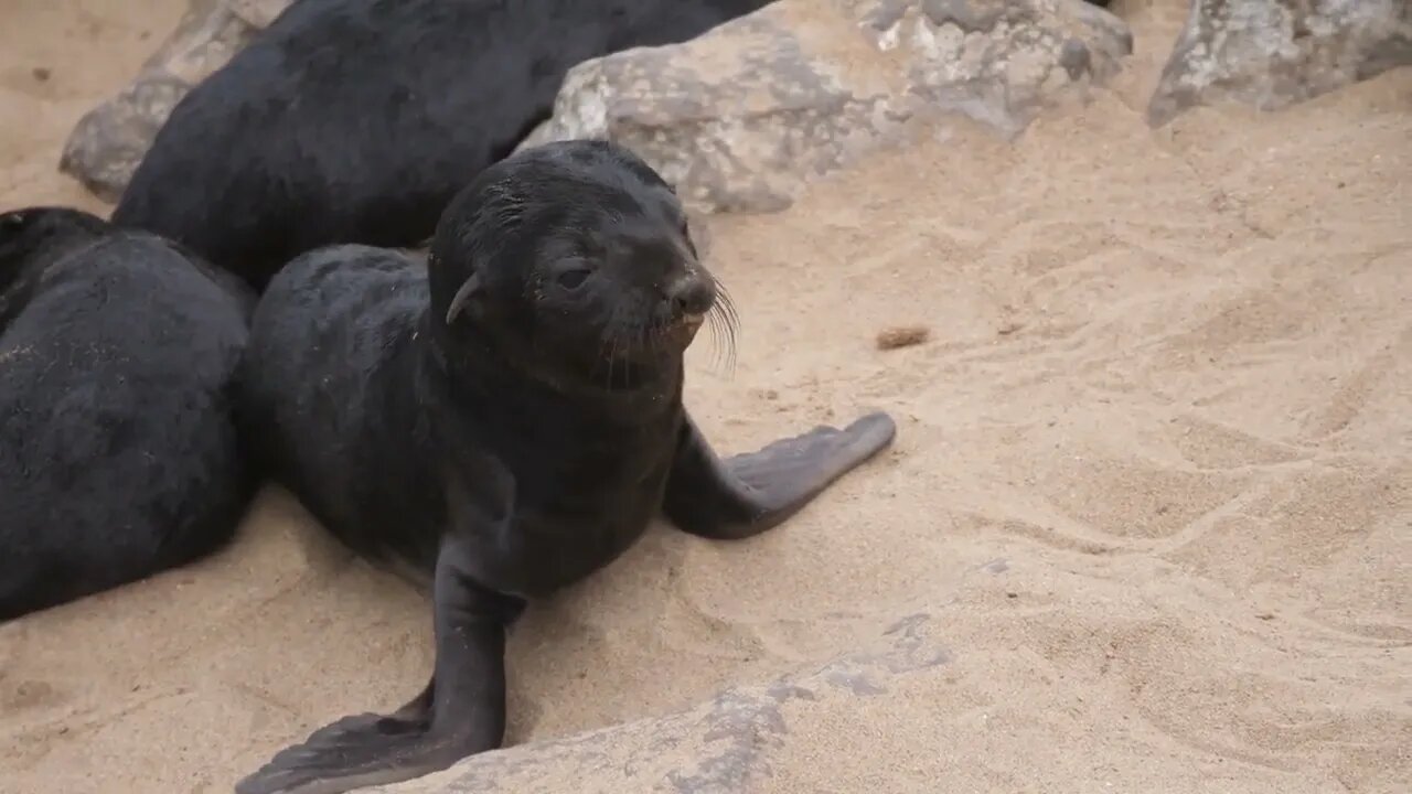 Sea lion pups on the beach of Cape Cross Seal Reserve in Namibia