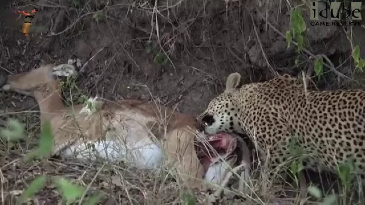 Female Leopard Has An Impala For Tea!