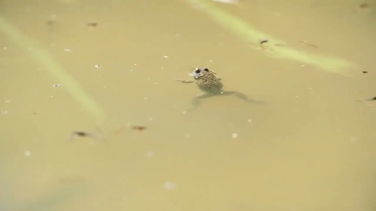 yellow bellied toad floating in a puddle Verdun forest, Lorraine, France