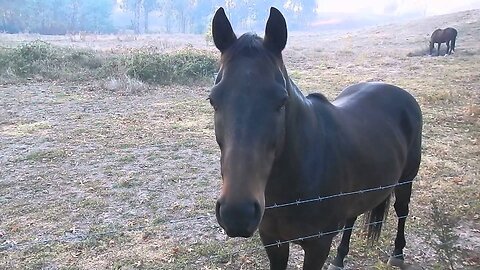 Smokey morning horses