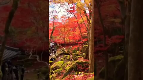 Beautiful Autum Morning #beautiful#nature #morning #goodmorning #status #relaxing #beauty #shorts