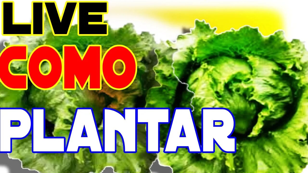 #como plantar alface direto no canteiro e adubação espaçamento com dica valiosa🌱🌱🤠#liVE do sítio