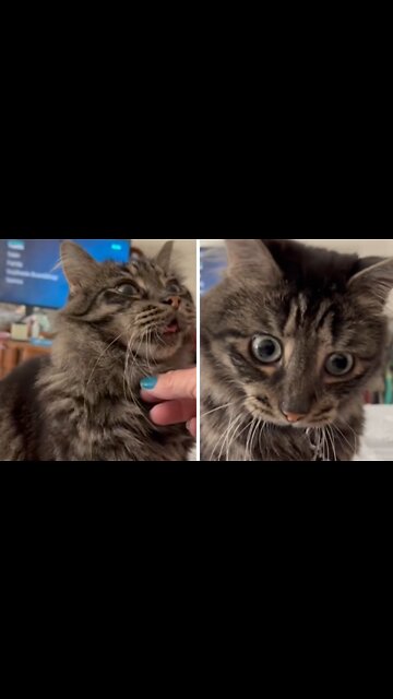 Cat Makes Ridiculous Facial Expressions After Getting Pet