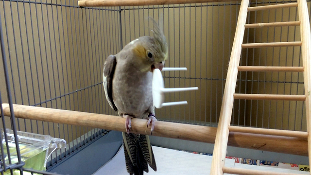 Cockatiel has weird obsession with mini pizza table