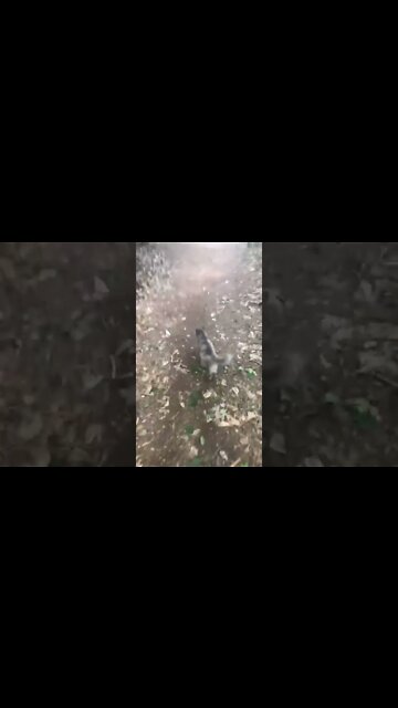 Wild cat I found at a park