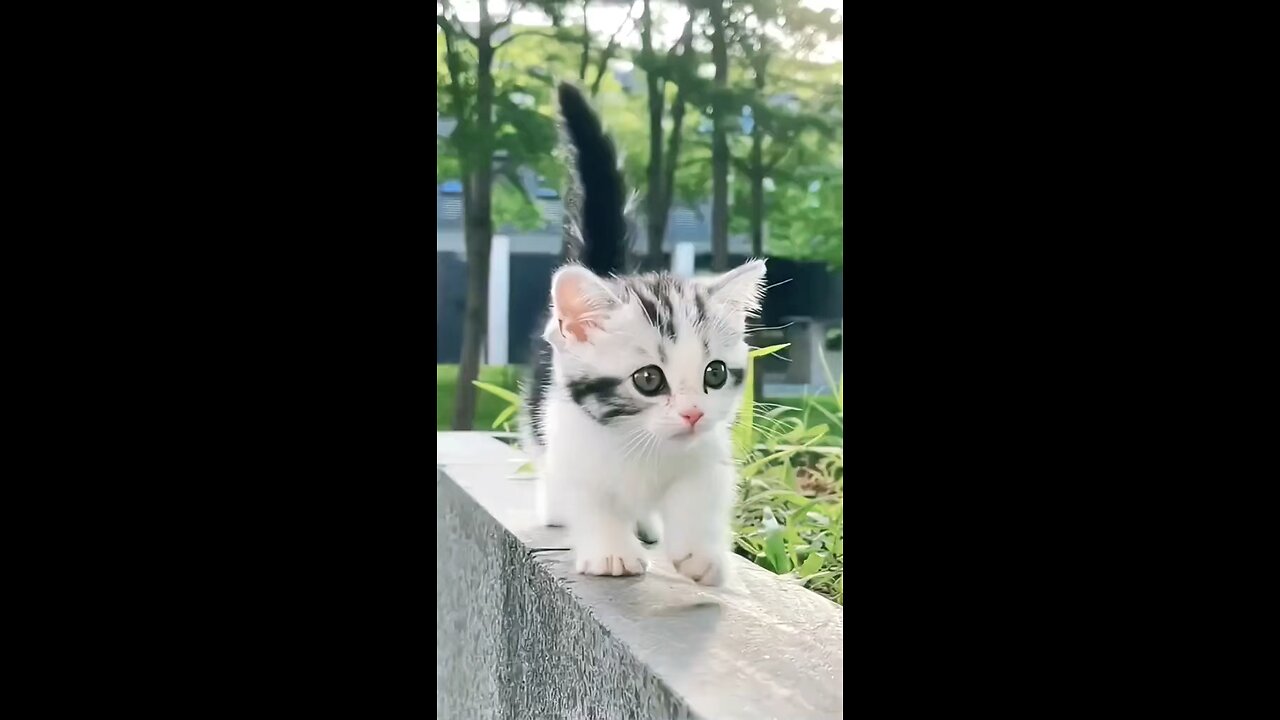 Small kitten beautiful kittens