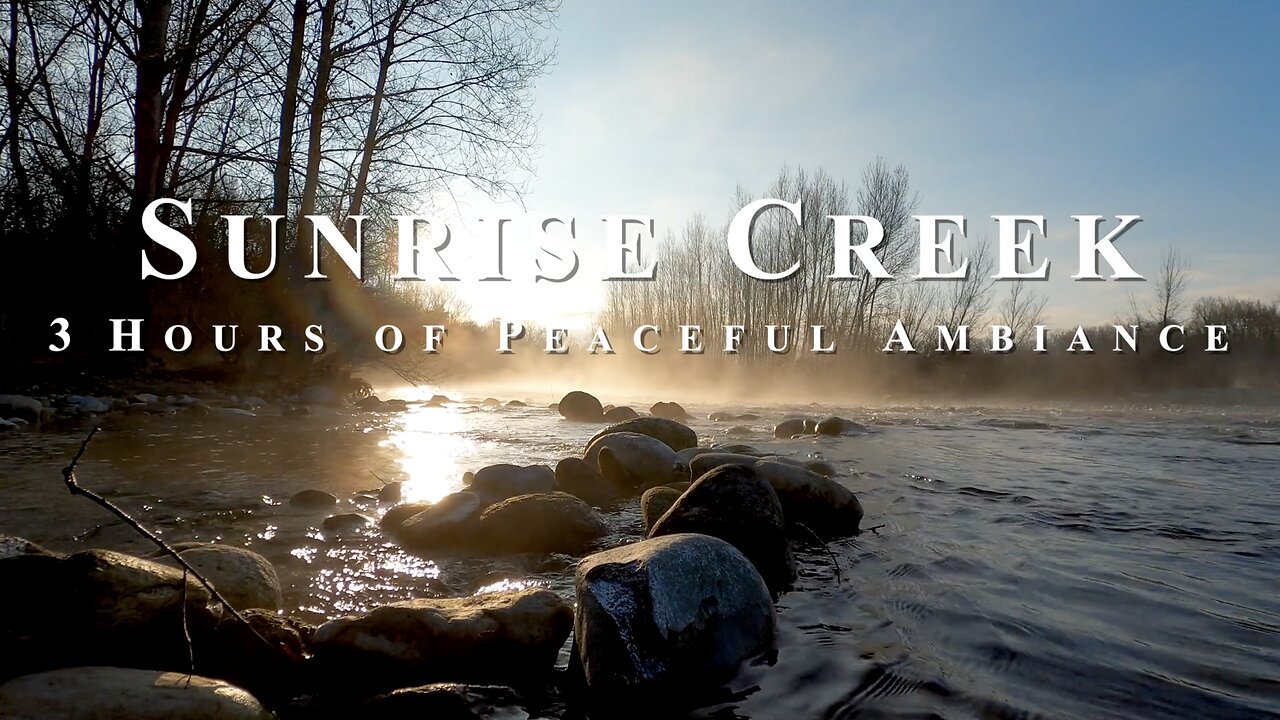 Relaxing ASMR of Sunrise at a Gentle Flowing Creek with Birds Chirping | HD