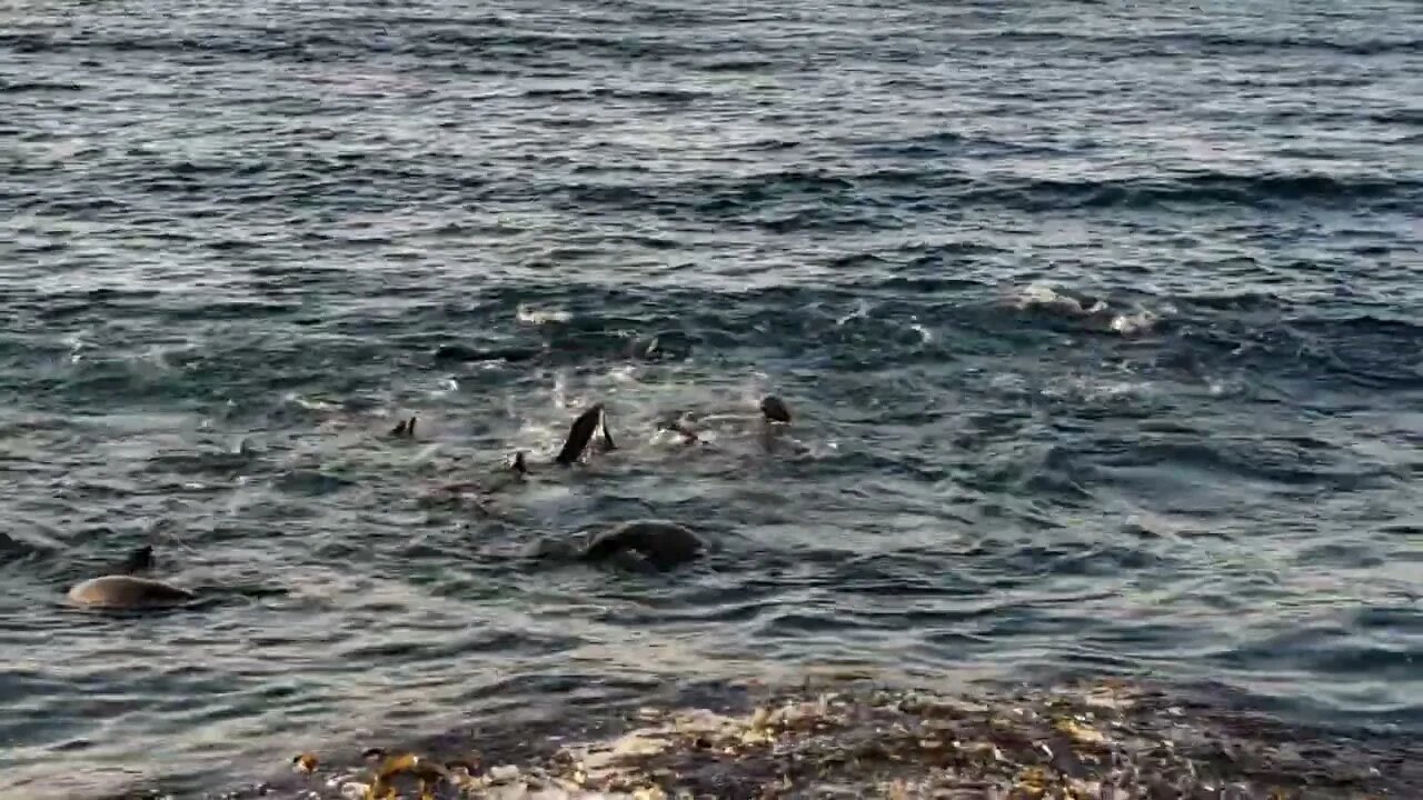 SEAL PARTY!!