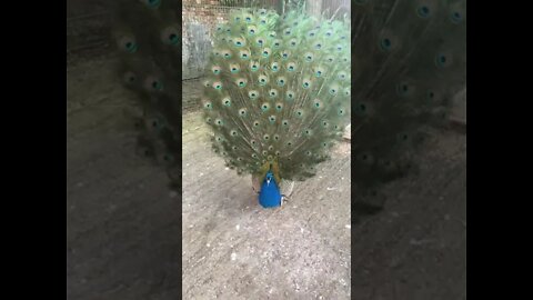 Peacock tail in slow motion