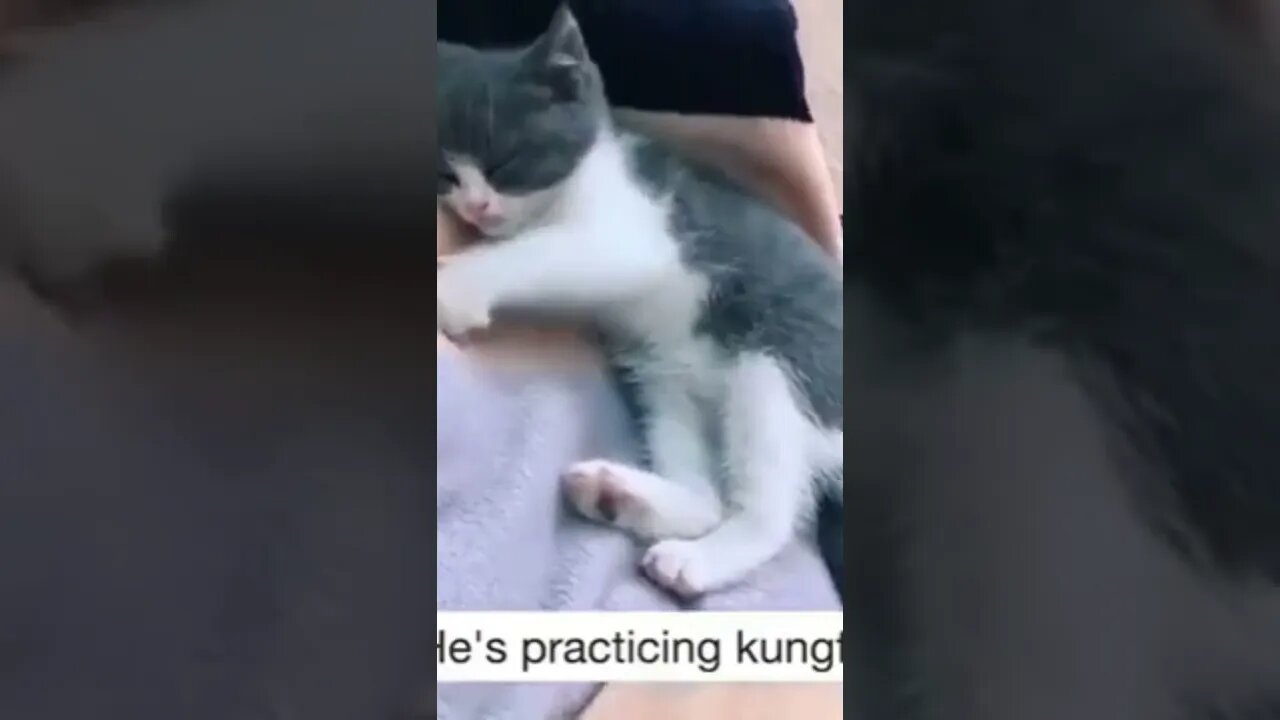 Car practicing Kungfu while sleeping #shorts #cat #funnycats #catlover