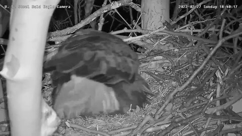 USS Eagles - First tiny peek at egg