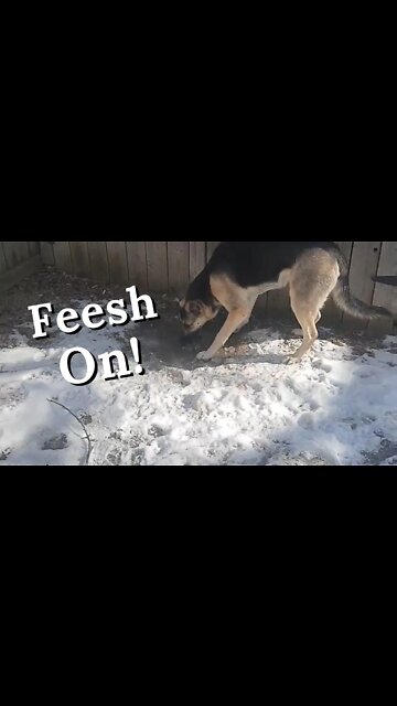 Gerberian Shepsky Gets Revenge #shorts