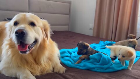 Adorable Golden Retriever Reaction to 5 Puppies!