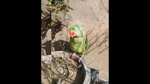 Lovely parrot