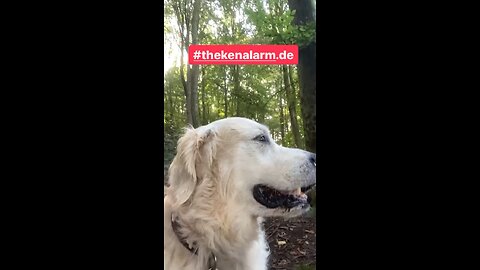 IRRE ABGEDREHT