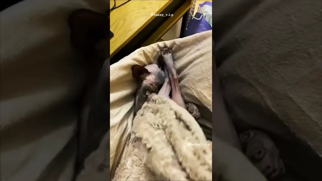 funny bird