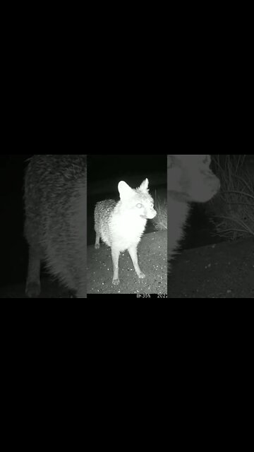 Rain And Cricket Sounds #Shorts 🌧