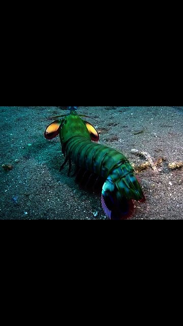 Peacock mantis shrimp shows off awe-inspiring colors