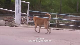 Raiva animal: autoridades alertam sobre importância da vacinação Antirrábica