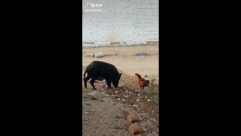 Animal love