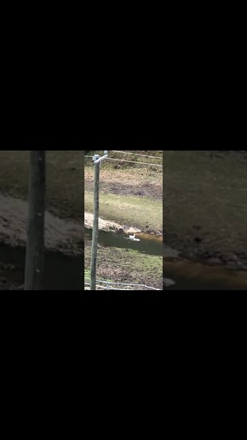 Geese loving their first swim in the creek